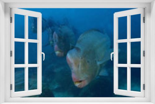 Fototapeta Naklejka Na Ścianę Okno 3D - Closeup with wide angle shot of the Green Humphead parrotfish or the Bolbometopon muricatum during a leisure dive in Sipadan Island, Barracuda Point. Semporna, Tawau. Sabah, Malaysia. Borneo.
