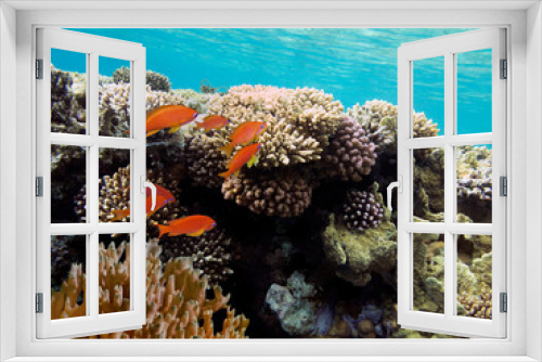 Fototapeta Naklejka Na Ścianę Okno 3D - Colorful reef underwater landscape with fishes and corals