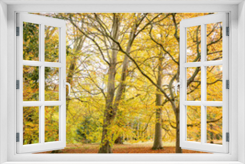 Fototapeta Naklejka Na Ścianę Okno 3D - Autumn foliage colours of trees in an English forest