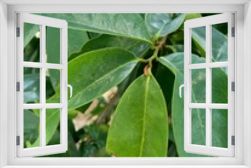 Fototapeta Naklejka Na Ścianę Okno 3D - Green soursop laves or Prickly Custard Apple. (Annona muricata L.) Plant for Treatment of carcinoma.