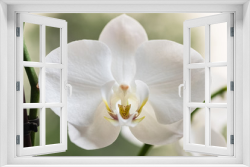 Fototapeta Naklejka Na Ścianę Okno 3D - Close-up image of a white orchid. White orchid resembling an alien wearing a crown petals tie.