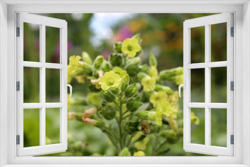 Fototapeta Naklejka Na Ścianę Okno 3D - Mapacho tobacco plant flowers