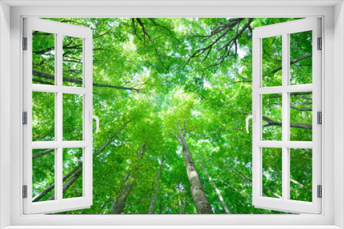 Fototapeta Naklejka Na Ścianę Okno 3D - 十日町の美人林　新緑のぶな林