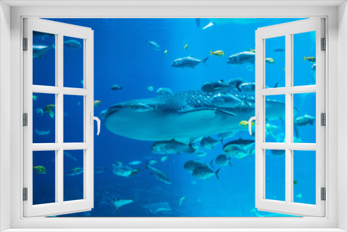 Fototapeta Naklejka Na Ścianę Okno 3D - A scene at an aquarium with fish swimming