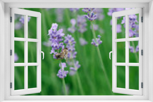 Fototapeta Naklejka Na Ścianę Okno 3D - Delicate lilac lavender flowers in the garden in summer. A bee is sitting on a lavender flower. Selective focus