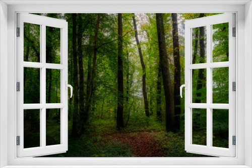Fototapeta Naklejka Na Ścianę Okno 3D - woodland