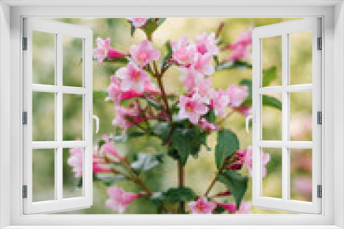 Fototapeta Naklejka Na Ścianę Okno 3D - Pink weigela flowers on a branch in the garden in summer. Selective focus
