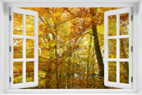 Fototapeta Naklejka Na Ścianę Okno 3D - a beautiful beech tree wood in golden autumn colours 