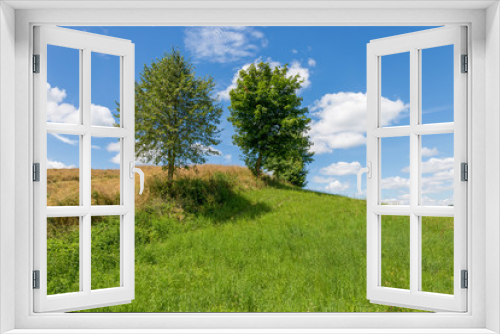 Fototapeta Naklejka Na Ścianę Okno 3D - Trees on the field against the blue sky