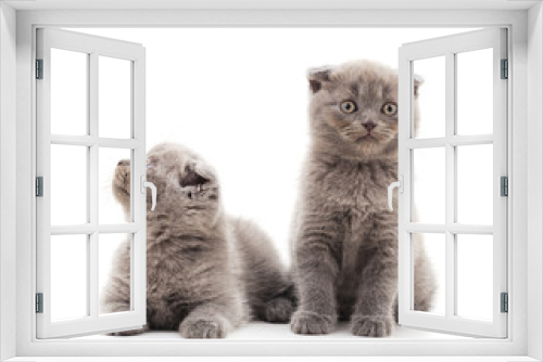 Fototapeta Naklejka Na Ścianę Okno 3D - Two small kittens.