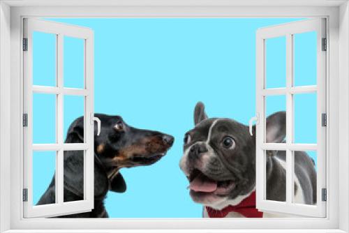 Fototapeta Naklejka Na Ścianę Okno 3D - Excited French bulldog panting and Tackel looking at it