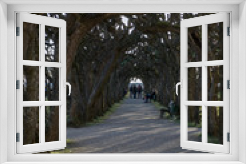 Fototapeta Naklejka Na Ścianę Okno 3D - avenue of trees