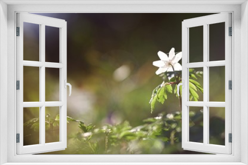 Fototapeta Naklejka Na Ścianę Okno 3D - Anémone Sylvie