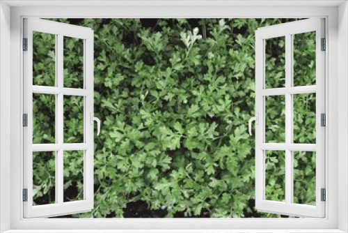 Fototapeta Naklejka Na Ścianę Okno 3D - Leafy green shrub, Ireland