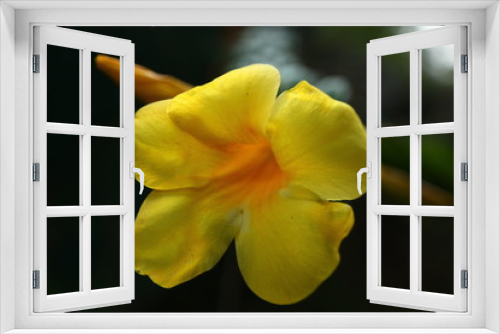 Fototapeta Naklejka Na Ścianę Okno 3D - plants flowers in garden tropical sri lanka