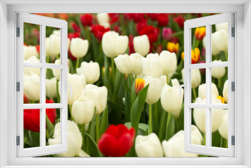 Fototapeta Naklejka Na Ścianę Okno 3D - Red and white tulips spring background.