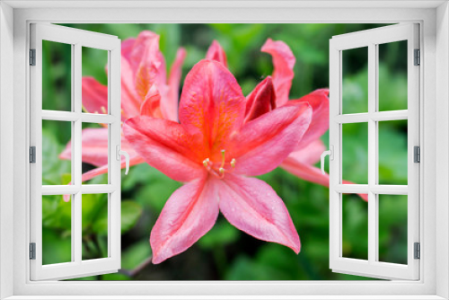 Fototapeta Naklejka Na Ścianę Okno 3D - Garden pink lily