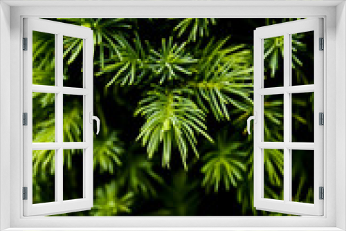 Fototapeta Naklejka Na Ścianę Okno 3D - Blooming green bush