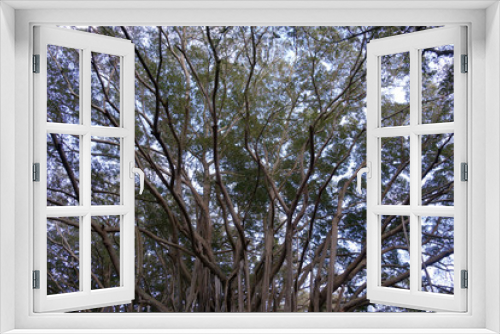 Fototapeta Naklejka Na Ścianę Okno 3D - Looking up at old large banyan tree