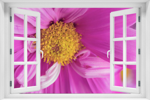 Fototapeta Naklejka Na Ścianę Okno 3D - Macro Pink/Purple Daisy Flower Center with Petals in Shape of Bow