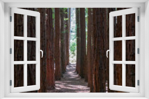 Fototapeta Naklejka Na Ścianę Okno 3D - Tall trees in Redwood forest