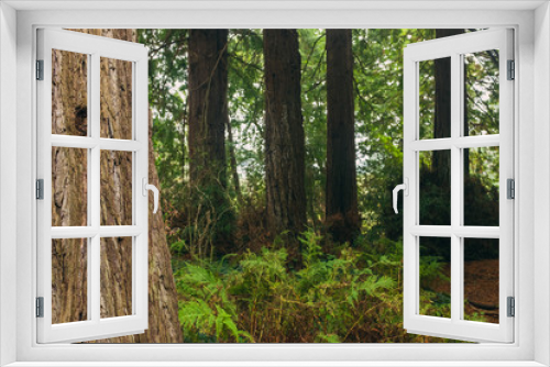 Fototapeta Naklejka Na Ścianę Okno 3D - A grove of massive redwood trees in the forest