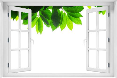 Fototapeta Naklejka Na Ścianę Okno 3D - green leaves isolated on white background