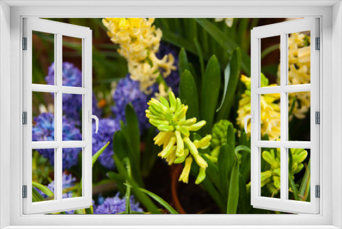 Fototapeta Naklejka Na Ścianę Okno 3D - Hyacinth. Spring background of colorful flowers in the garden