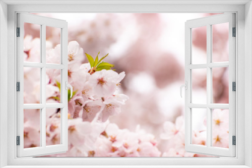 Fototapeta Naklejka Na Ścianę Okno 3D - Cherry blossoms in Portland, Oregon