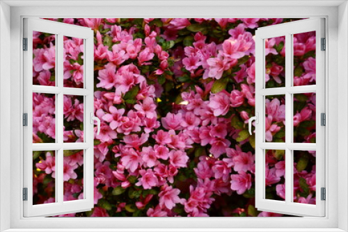 Fototapeta Naklejka Na Ścianę Okno 3D - Flower Texture