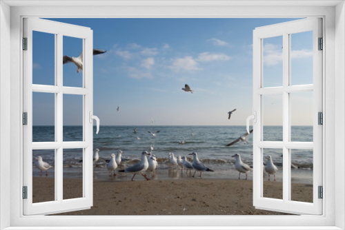 Fototapeta Naklejka Na Ścianę Okno 3D - Seagulls and pigeons on the seashore on the beach on a sunny spring day.