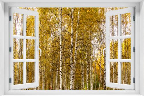 Fototapeta Naklejka Na Ścianę Okno 3D - Panorama of birch grove. White tall young birch trees. Autumn. Yellow leaves.
