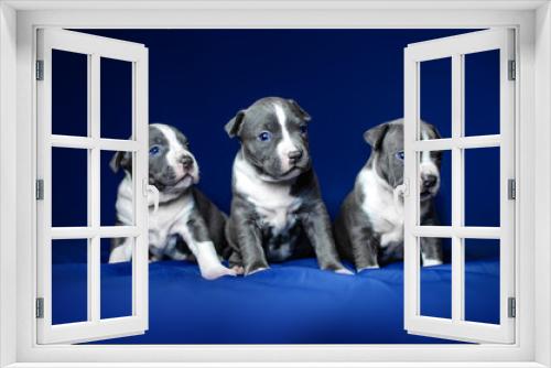 Fototapeta Naklejka Na Ścianę Okno 3D - little cute puppies american staffordshire terrier dog beautiful photos on a blue background