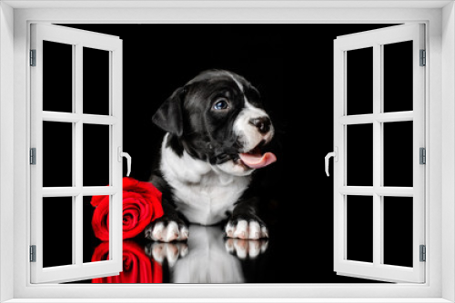 Fototapeta Naklejka Na Ścianę Okno 3D - little cute puppies american staffordshire terrier dog beautiful photo on a black background