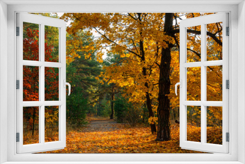 Fototapeta Naklejka Na Ścianę Okno 3D - Sun rays play in the branches of trees. Autumn forest. Autumn colors. Morning. Walk in the woods.