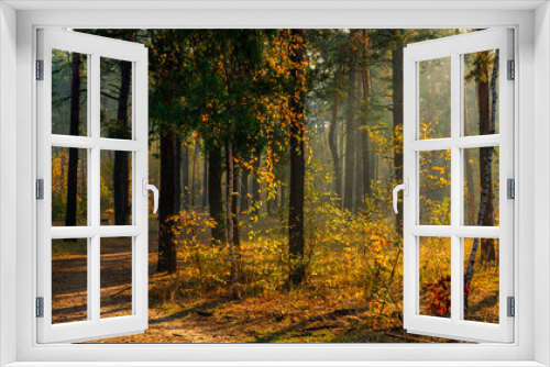 Fototapeta Naklejka Na Ścianę Okno 3D - Sun rays play in the branches of trees. Autumn forest. Autumn colors. Morning. Walk in the woods.