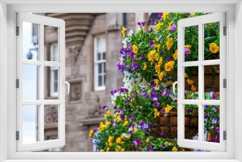 Fototapeta Naklejka Na Ścianę Okno 3D - Detail of colorful flowers with house wall blurred background, Edinburgh, Scotland. Concept: famous Scottish landmarks