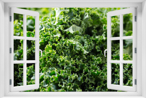 Fototapeta Naklejka Na Ścianę Okno 3D - Fresh kale leaves, salad. Super food. Close up.