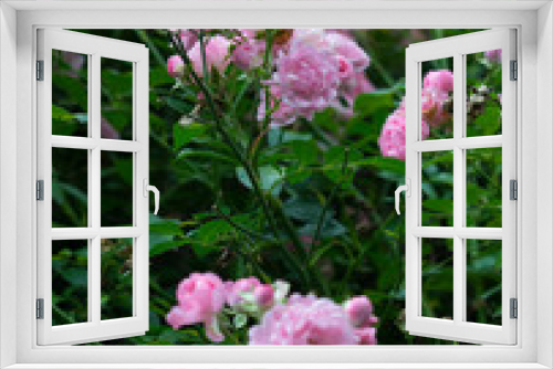 Fototapeta Naklejka Na Ścianę Okno 3D - Rose bush with little light-pink flowers