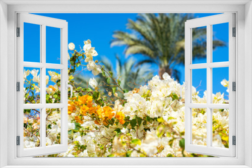 Fototapeta Naklejka Na Ścianę Okno 3D - Flowering white and yellow hibiscus bushes and palm trees