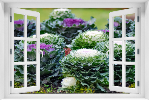 Fototapeta Naklejka Na Ścianę Okno 3D - Decorative cabbage close up on natural background