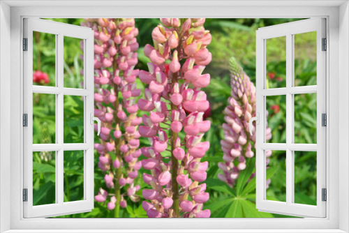 Fototapeta Naklejka Na Ścianę Okno 3D - Lupine blooms in the spring garden