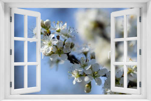 Fototapeta Naklejka Na Ścianę Okno 3D - Spring tree flowering. White blooming tree. Slovakia