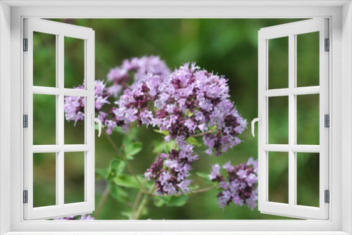 Fototapeta Naklejka Na Ścianę Okno 3D - Summer flowering Origanum vulgare