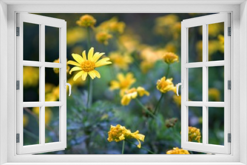 Fototapeta Naklejka Na Ścianę Okno 3D - margaritas amarillas con desenfoque