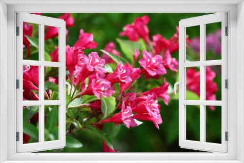 Fototapeta Naklejka Na Ścianę Okno 3D - The blossoming weigela branch with bright flowers and young fresh green leaves.