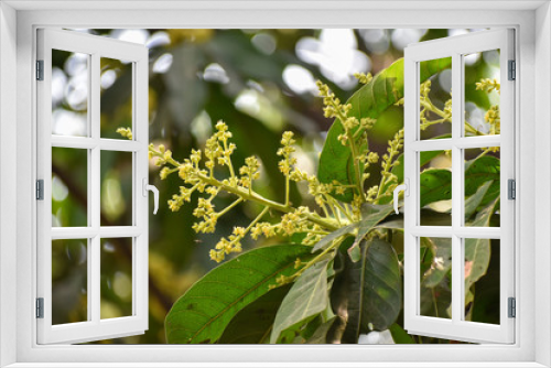 Fototapeta Naklejka Na Ścianę Okno 3D - Flowers and buds of Mangifera indica, commonly known as mango with green leaves