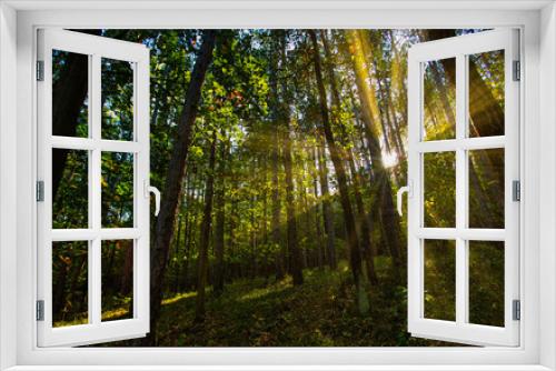 Fototapeta Naklejka Na Ścianę Okno 3D - sun rays in green forest