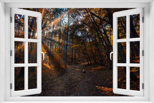 Fototapeta Naklejka Na Ścianę Okno 3D - sun rays in autumn forest 