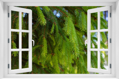 Fototapeta Naklejka Na Ścianę Okno 3D - green fresh fir branches with needles in spring.